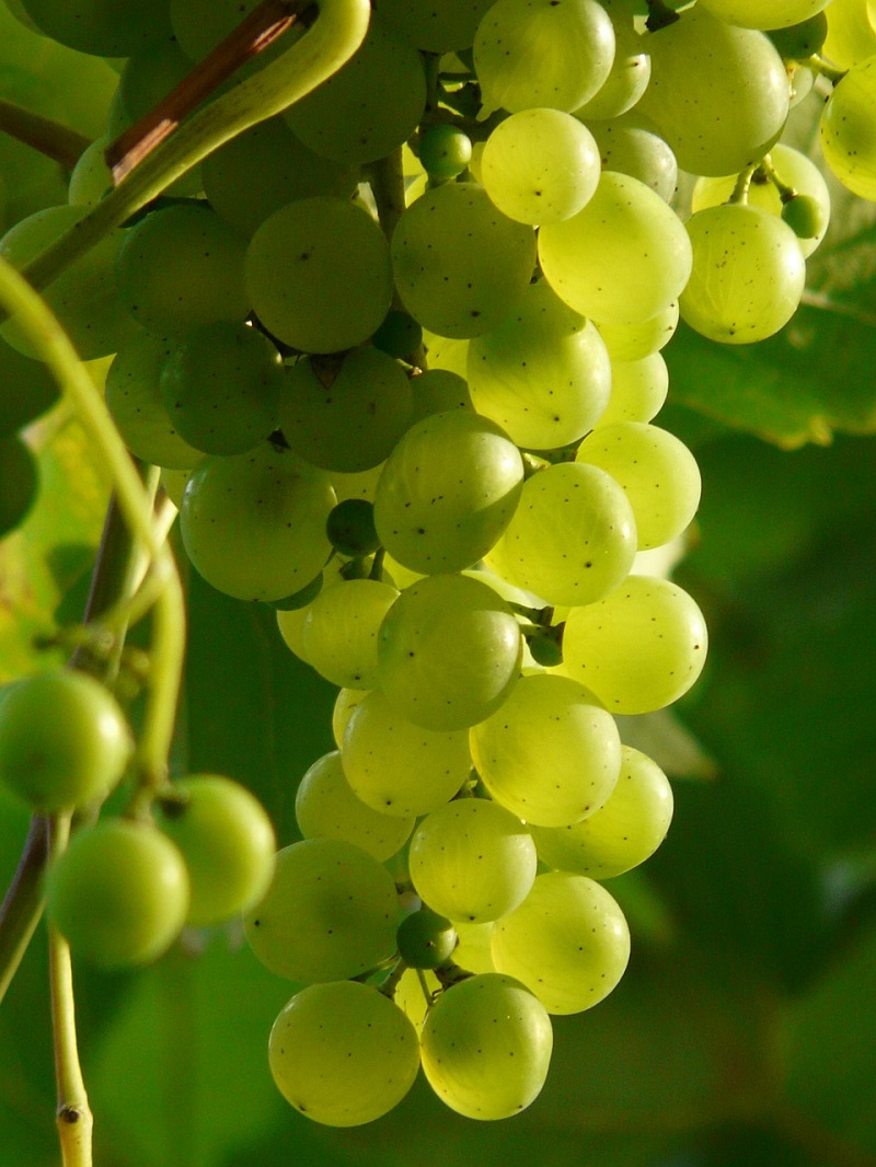 Sałatki i surówki z winogron